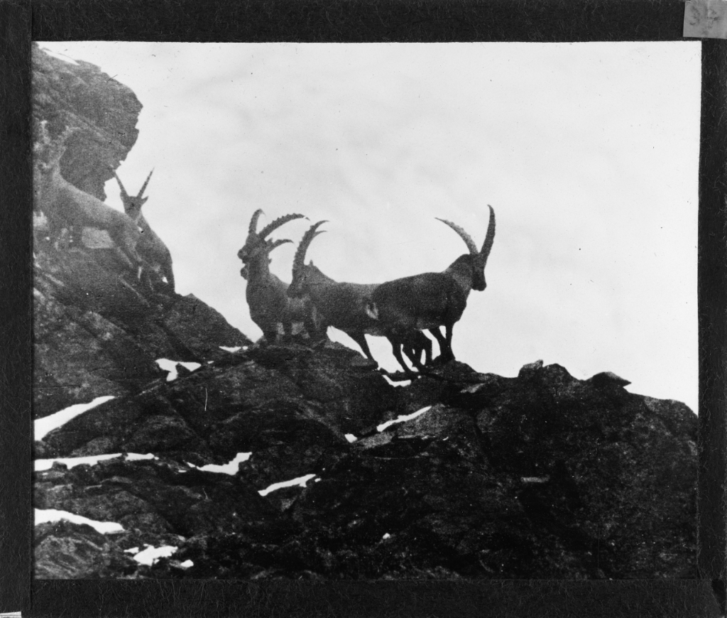 Wieder im Nationalpark: Steinböcke in fast wilder Natur; Quelle: Archiv Nationalpark